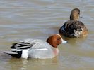 Eurasian Wigeon (WWT Slimbridge April 2013) - pic by Nigel Key